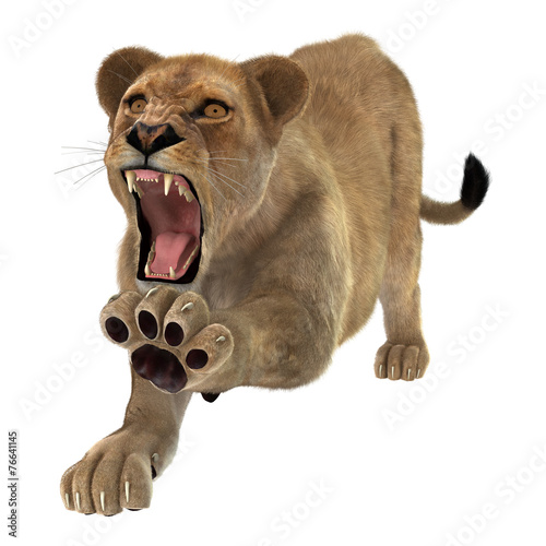 Fototapeta Naklejka Na Ścianę i Meble -  Angry Lioness