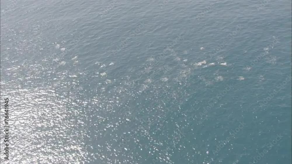 Pod Dolphins Ocean Pod Dolphins Ocean
