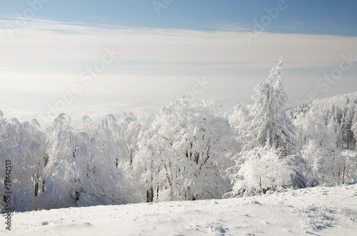 Wallpaper Mural Winter forest Torontodigital.ca