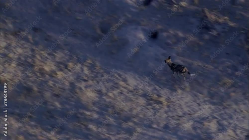 Savanna Wild Dogs Savanna Wild Dogs
