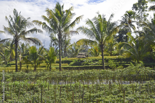 Wallpaper Mural tita batu: campi di riso Torontodigital.ca