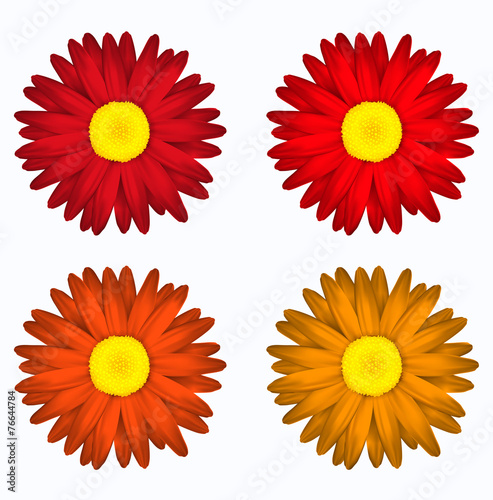 Set de flores en tonos rojos. Margaritas de colores. Primavera