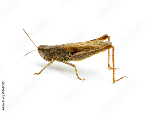 grasshopper © Alekss