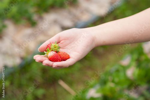 Strawberries © silatip
