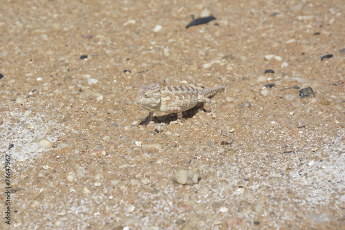 Desert Chameleon  Namib Desert near Swakopmund  Namibia  Africa