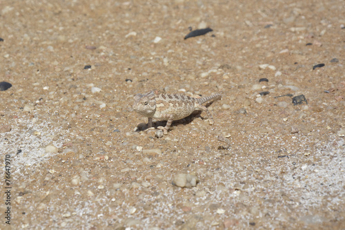 Desert Chameleon, Namib Desert near Swakopmund, Namibia, Africa © AndreasJ