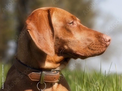 magyar vizsla