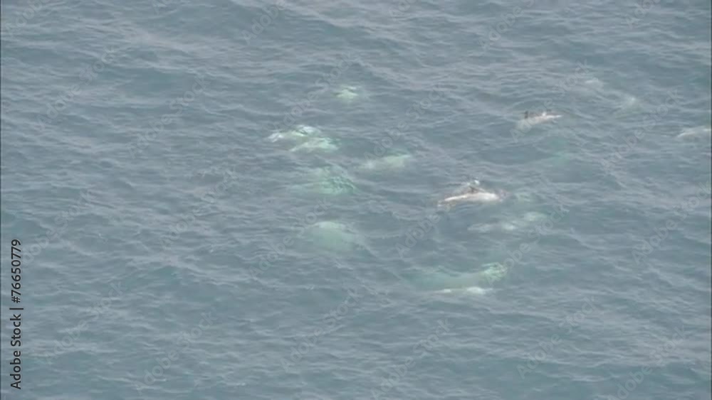 Pod Dolphins Ocean Pod Dolphins Ocean