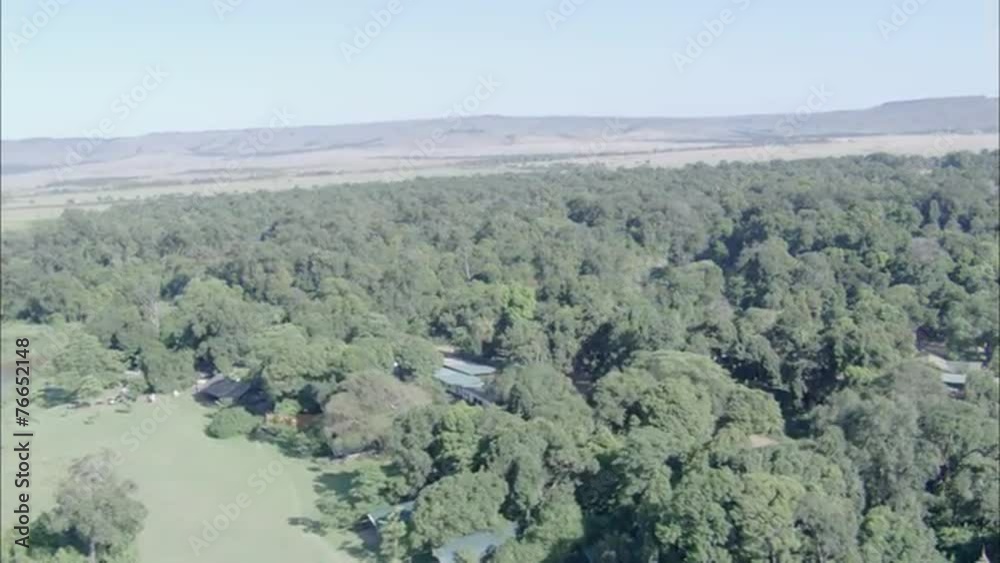 Forest River Jungle Trees Forest River Jungle Trees