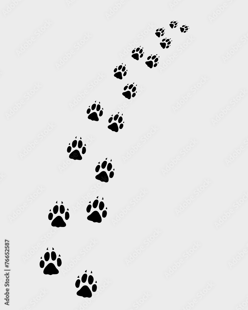Footprints of dog, turn right, vector Footprints of dog, turn right, vector