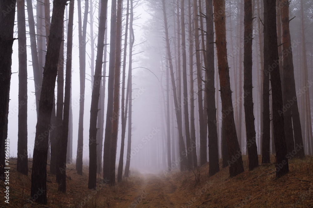 Fototapeta premium Pines in the forest with morning