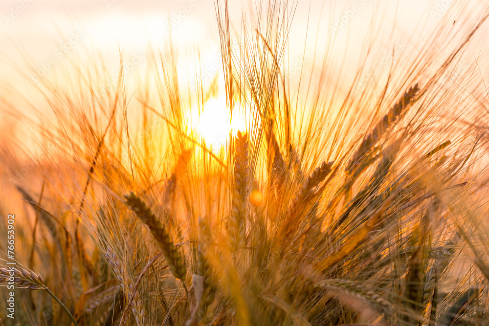 Golden ears of wheat on the field Golden ears of wheat on the field