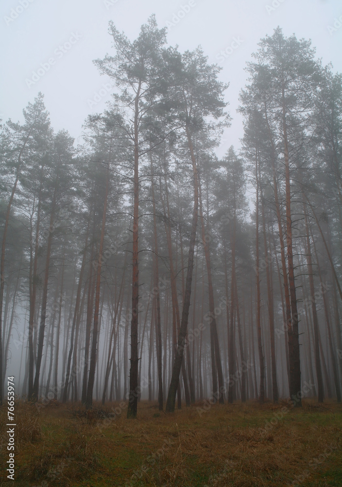 Autumn forest in the morning mist Autumn forest in the morning mist