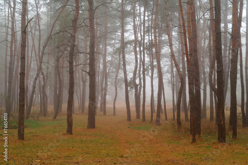 Autumn forest in the morning mist