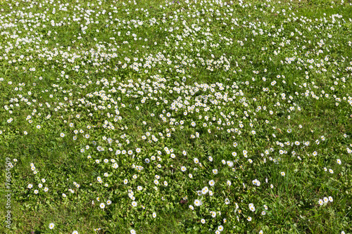 Many white small flowers in top view of meadow