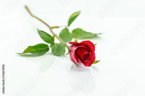 red rose isolated with shadow horizontally