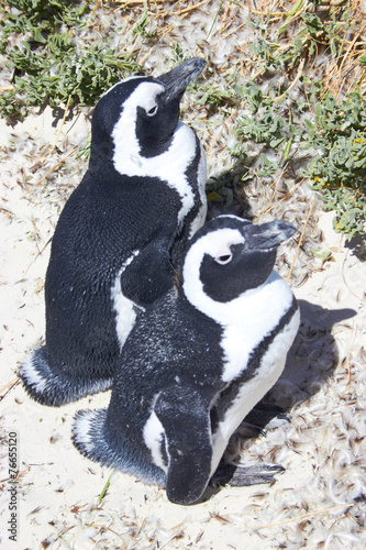 Fototapeta Naklejka Na Ścianę i Meble -  Penguins