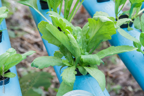 Chrysanthemum coronarium planting Water Hydroponics