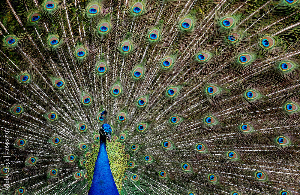Fototapeta premium pavo real