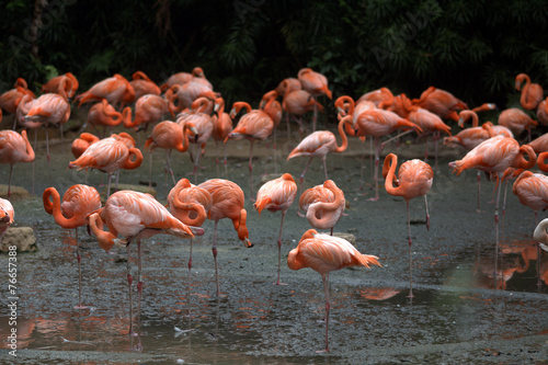 Flamingos, Jurong Bird Park, Singapore