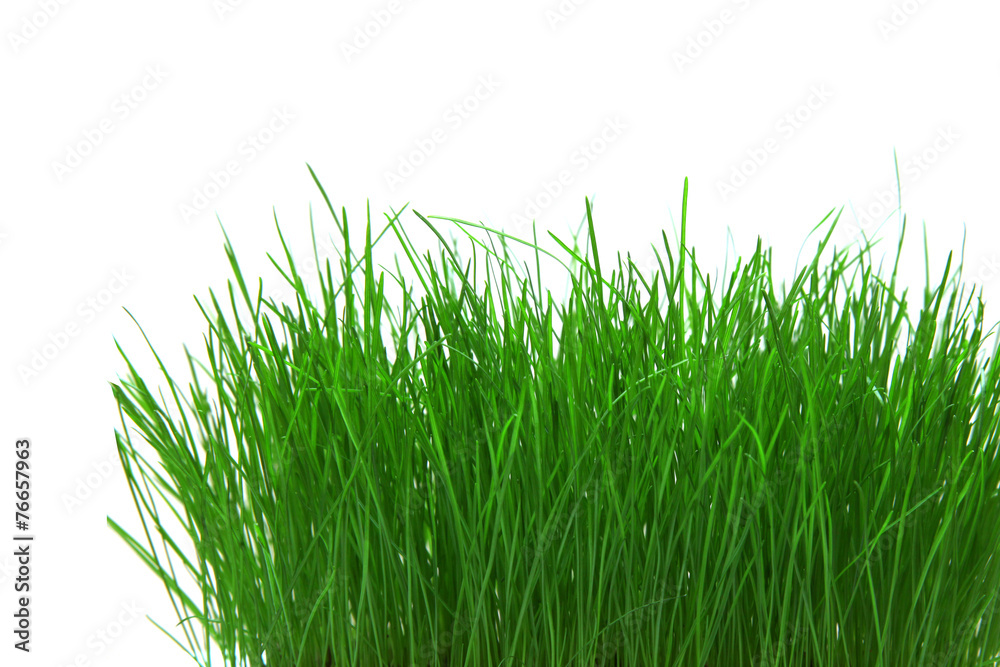 Fototapeta premium Gras