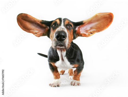 Tablou canvas basset hound with his ears blowing out