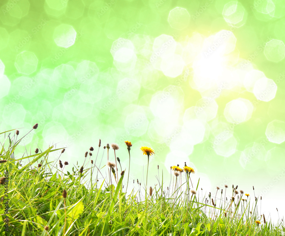 Obraz premium Wiese und Bokeh