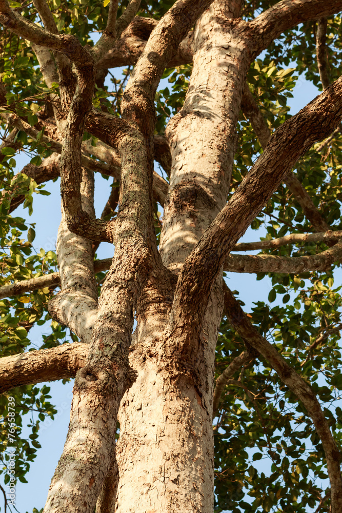 Big rubber tree (Dipterocarpus alatus) with green leaves