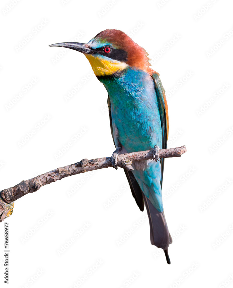 Obraz premium European Bee-eater on White