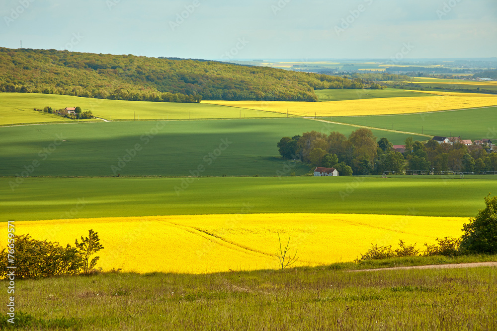 Obraz premium Panoramic view of rapeseed field