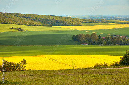 Panoramic view of rapeseed field