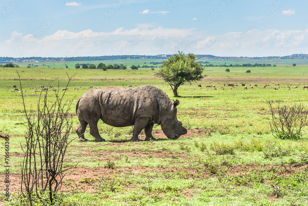 Naklejka premium Rhinoceros, Pilanesberg national park. South Africa.