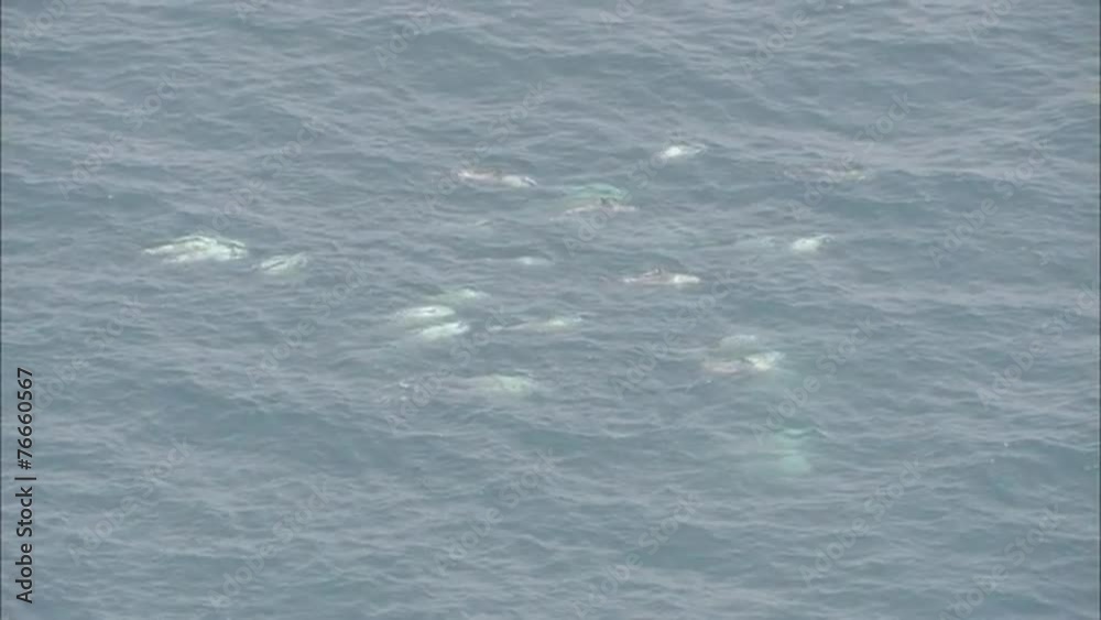 Pod Dolphins Ocean Pod Dolphins Ocean