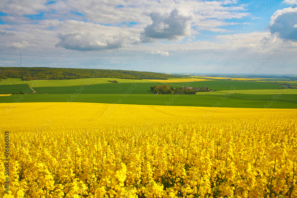Panoramic view of rapeseed field