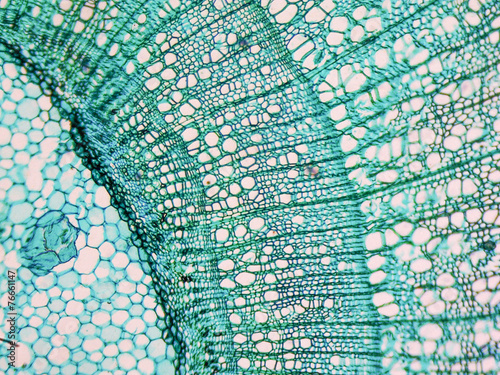 Tilia stem micrograph photo