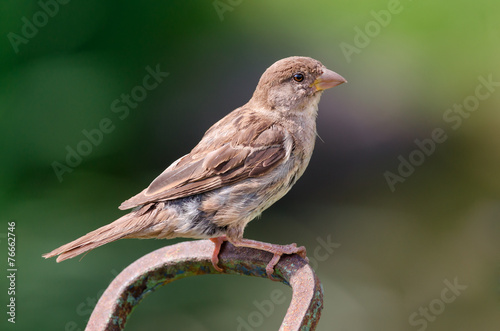 House sparrow. Female