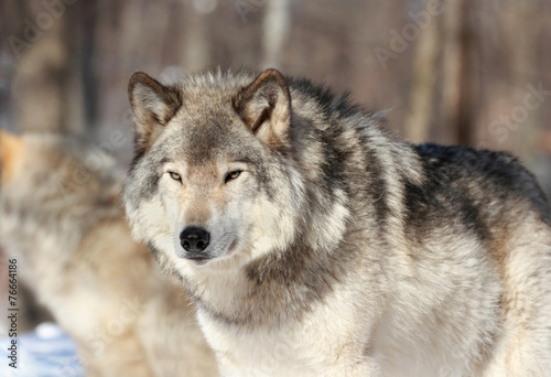 loup en hiver