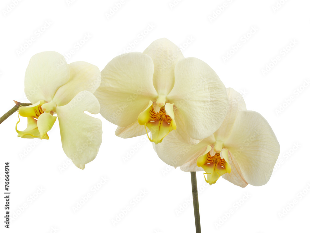 Cream orchid flower isolated on white background Cream orchid flower isolated on white background