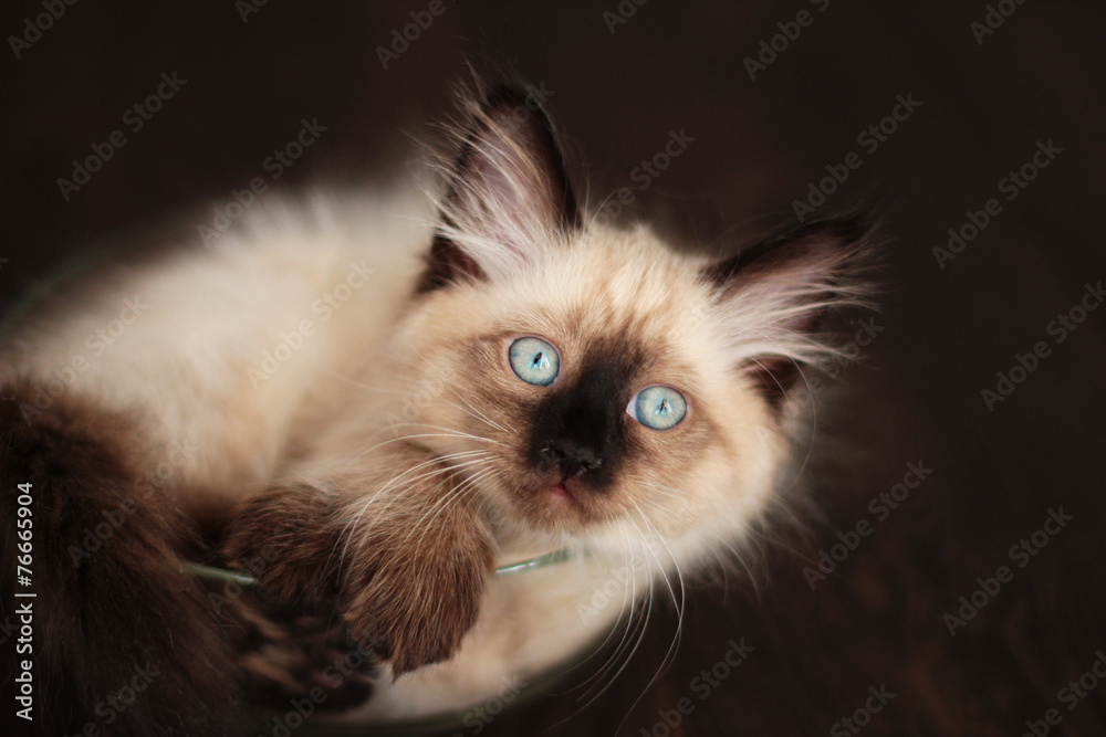 kitten curled up in bowl