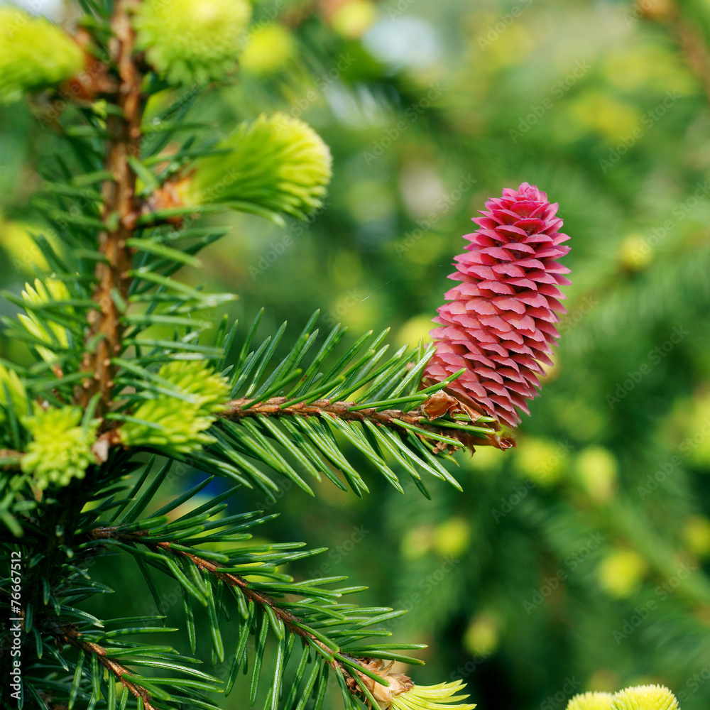 Picea abies Acrocona - spring cone Picea abies Acrocona - spring cone