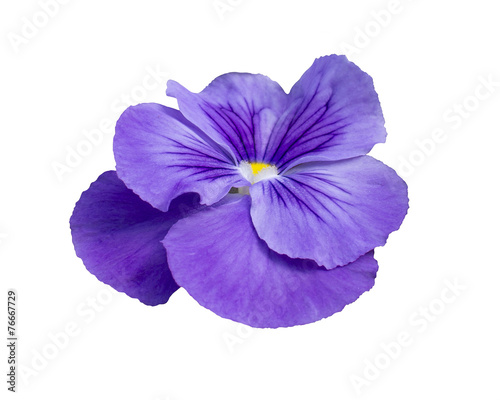 Pansy flower closeup, isolated on white © artesiawells