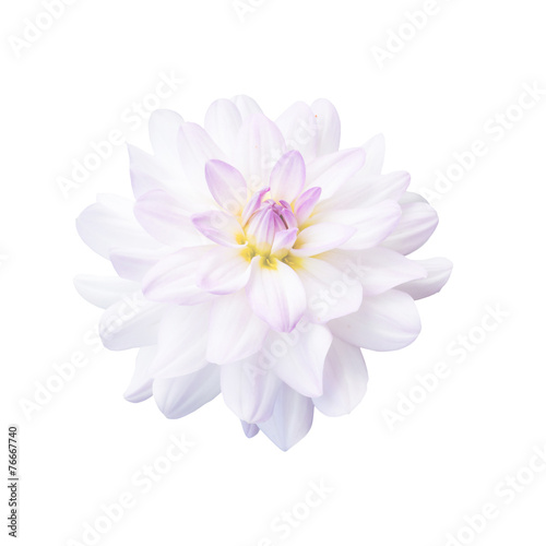 White dahlias