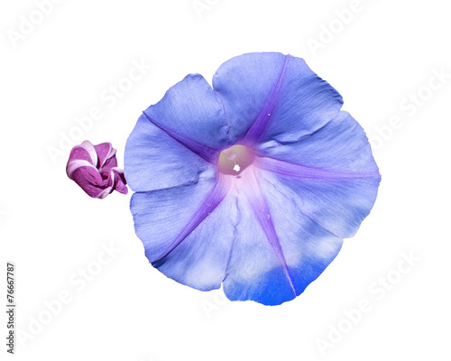 Morning glory Ipomea bud and purple flower isolated on black