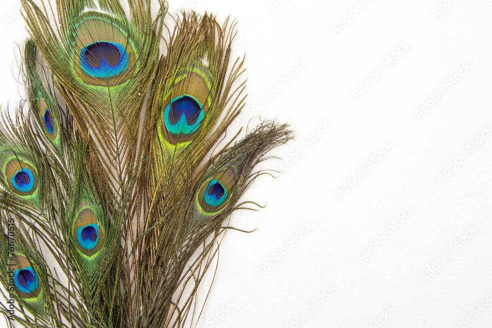 Fototapeta premium peacock feathers isolated white background