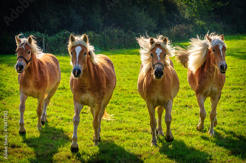 Galloping Haflingers in meadow in Flanders photo