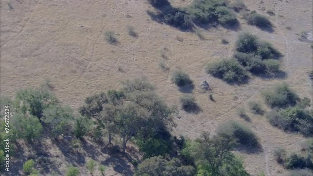 Wild Dogs Wild Dogs