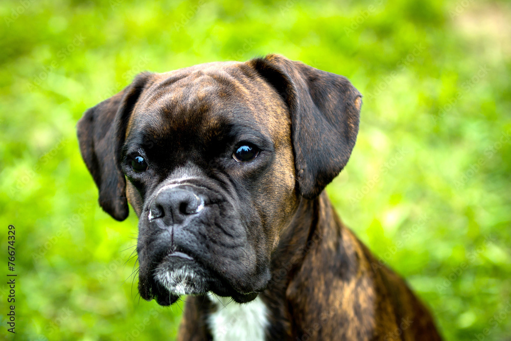 outdoor portrait of a female boxer dog