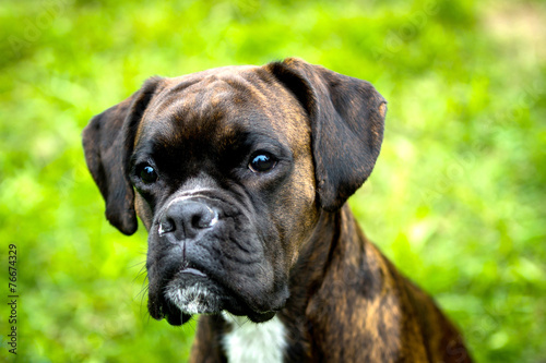 outdoor portrait of a female boxer dog photo