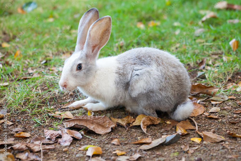 Gray and white rabbit sitting on grass