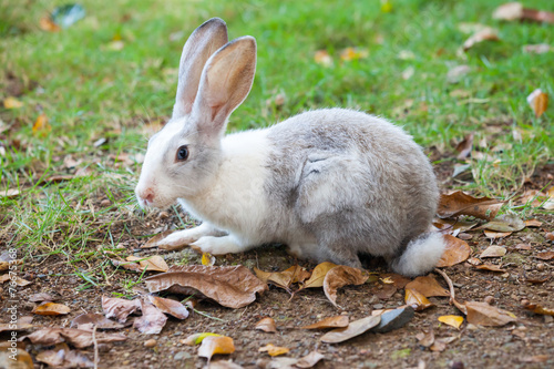 Gray and white rabbit sitting on grass